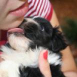 black and white havanese puppy licking face