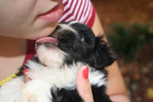 Black and white Havanese puppy licking face
