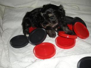Havanese puppies playing checkers