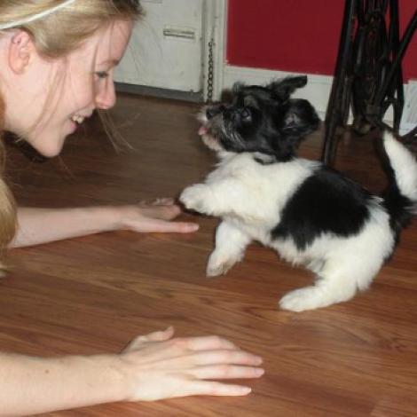 Black and white havanese puppy dog playing with a girl in charlotte