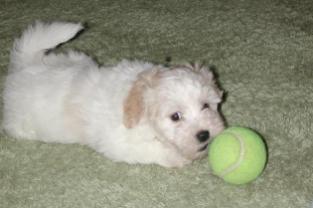 Havanese puppies playing with a ball