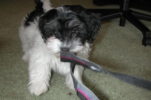 black and white havanese puppies playing with toys