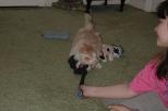 Havanese puppy dog tug o war with sock