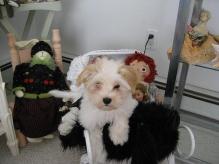 white havanese puppies in the baby's room