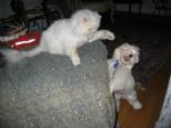 White Havanese puppy dog playing with a cat