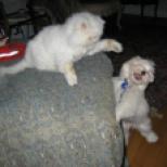 White Havanese puppy dog playing with a cat