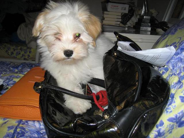 White Havanese puppy dog hiding and playing in a pocketbook purse