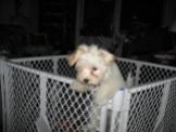 White Havanese puppy dog climbing out of a cage pen