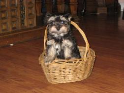 Tan point havanese puppy dog sitting in a basket