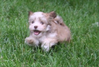 Sable and white havanese puppy running and playing in charlotte north carolina