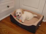 white KASE Havanese puppy in dog bed