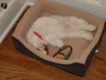 White KASE havanese puppy sleeping in dog bed