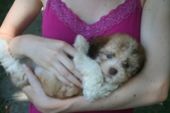 Havanese puppy dog being held on its back