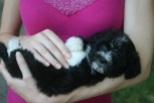 black and white havanese puppy dog laying on its back