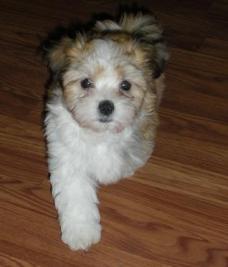 Prancing sable and white havanese puppy