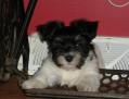 Havanese puppy playing on a sewing machine