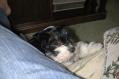 Black and white havanese puppy playing peek a boo