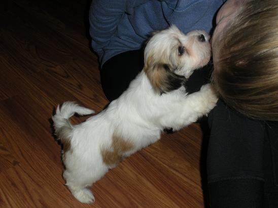 Havanese puppy giving a kiss
