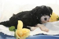 How to take good havanese puppy dog pictures