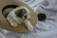 Christmas havanese puppy playing in a hat