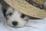 Havanese puppy hiding under a hat