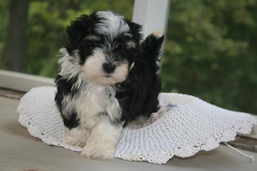 adorable havanese puppy glamor shot pictures