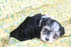 Havanese puppies playing in a blanket