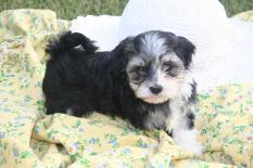 black and white havanese puppy dog for sale