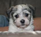 Sable and white havanese puppy dog for sale by breeder