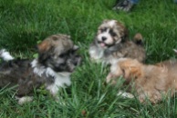 Sable and white havanese puppies playing in grass for sale in charlotte