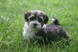 sable and white havanese puppies playing in the grass