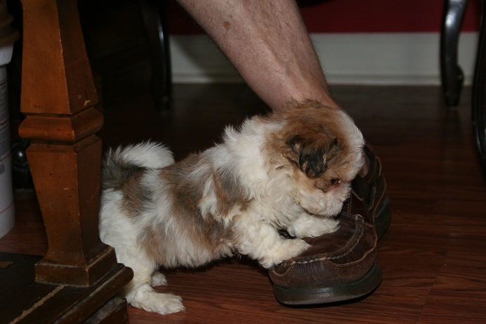 Havanese puppy dog taking off a shoe