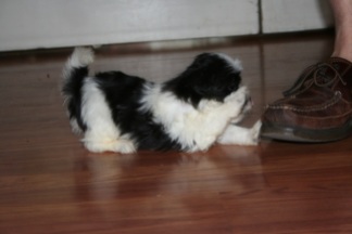 black and white havanese dog playing with shoe