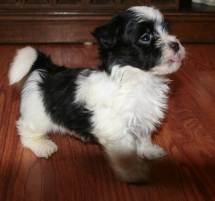 black and white havanese puppy for sale