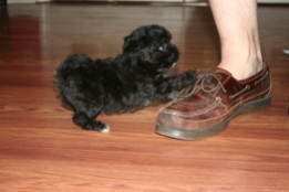 havanese puppies playing with shoe