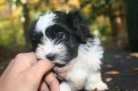 Black and white havanese puppy dog chewing on fingers