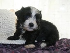 Black and white kase havanese puppy picture with hat