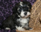 Adorable havanese puppies for sale by breeders in charlotte north carolina