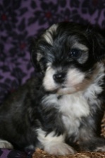 Sable and white havanese dogs puppy picture