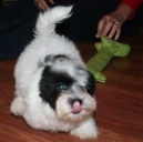 black and white havanese puppy licking nose and playing in charlotte north carolina