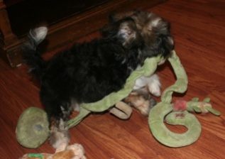 Sable havanese puppy plays with snake