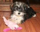 sable and white havanese dog playing with toy
