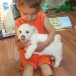 little children boy holding white havanese puppy