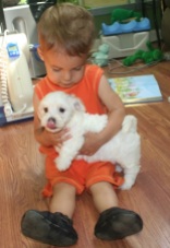 little children boy holding white havanese puppy