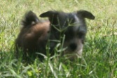 little sable and white havanese puppy playing in the grass